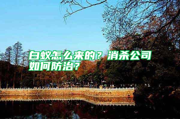 白蟻怎么來(lái)的?消殺公司如何防治?