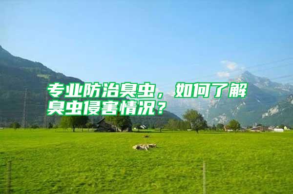 專業(yè)防治臭蟲,如何了解臭蟲侵害情況?