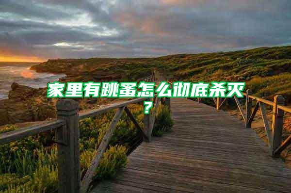 家里有跳蚤怎么徹底殺滅？