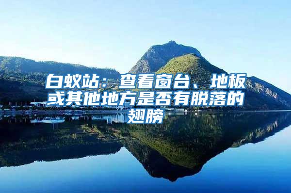 白蟻站:查看窗臺、地板或其他地方是否有脫落的翅膀