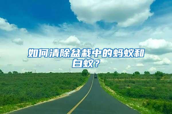 如何清除盆栽中的螞蟻和白蟻?