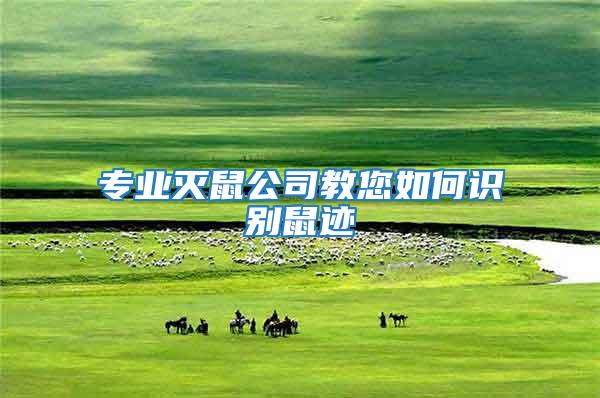 專業滅鼠公司教您如何識別鼠跡