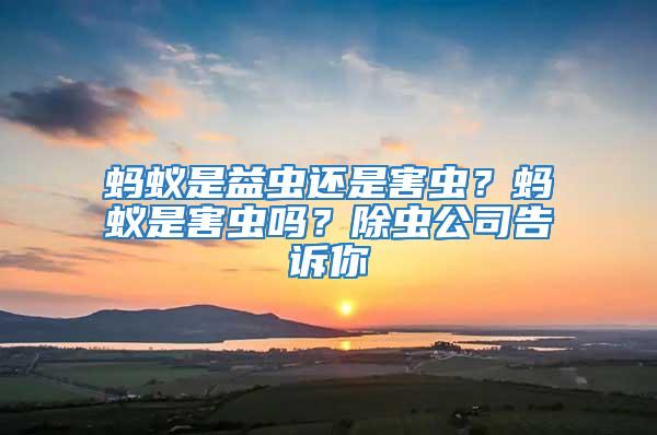 螞蟻是益蟲還是害蟲？螞蟻是害蟲嗎？除蟲公司告訴你
