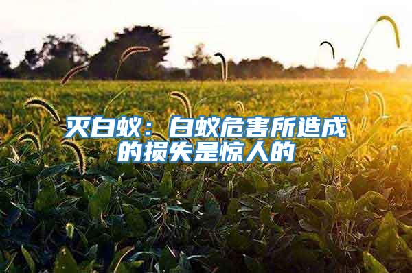 滅白蟻:白蟻危害所造成的損失是驚人的