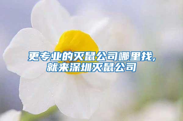 更專業(yè)的滅鼠公司哪里找,就來深圳滅鼠公司