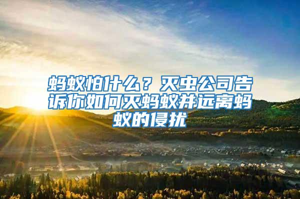 螞蟻怕什么?滅蟲公司告訴你如何滅螞蟻并遠離螞蟻的侵擾