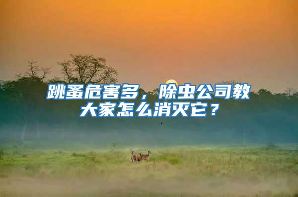 跳蚤危害多，除蟲公司教大家怎么消滅它？