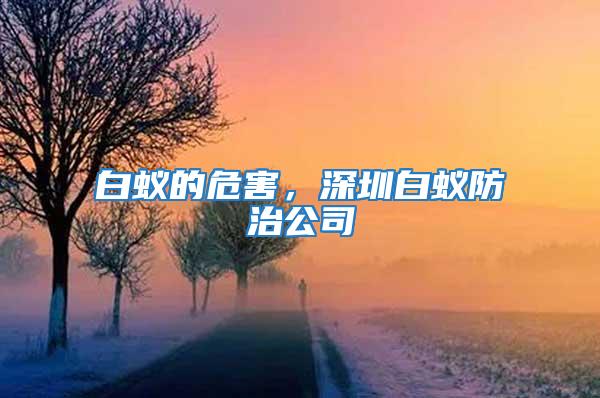 白蟻的危害，深圳白蟻防治公司